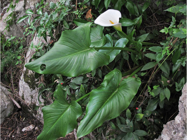 Zantedeschia aethiopica 'African Gold' ザンテデスキア アフリカンゴールド 検モンステラ - 観葉植物